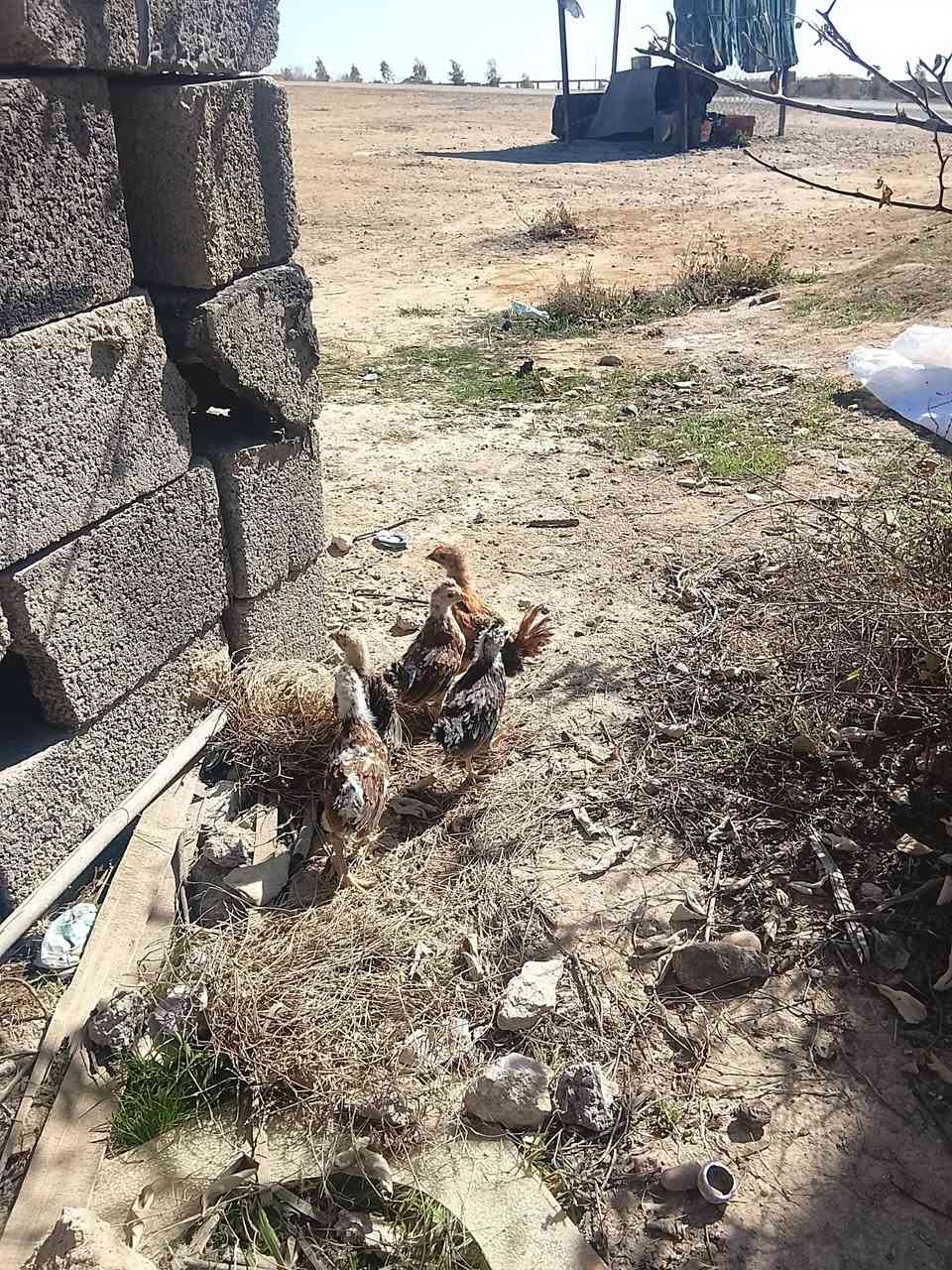 السلام عليكم لبيع صواصي كويتي وفيومي عدد 5 3 فراريج وديوكه 2 بشرط نصاح وملحقات ديوكه تعوعي عمر شهرين نشاط فول سعر شلع ب50 لحد يكلي غاليه الي ما يعرف أسعاره ونوعيته مكان قضاء عنه


**إذا كنت صاحب هذا الإعلان وتريد حذفه لأي سبب، رجاءا أرسل رسالة إلى الدعم الفني**