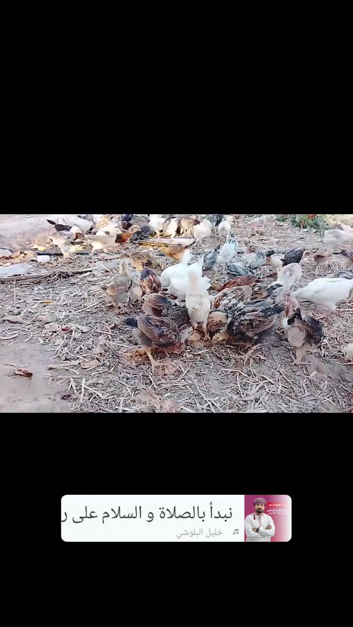 بسم الله ماشاء الله تبارك الله 
افراخ عرب عمرها شهر ونص ماخذه لقاح نيوكاسل وماخذات فيتامينات ومنشطات عددها بل 125زوج 
سعر الزوج قفل 7مكاني تكريت القادسيه قطعه خمسميه 
***********
