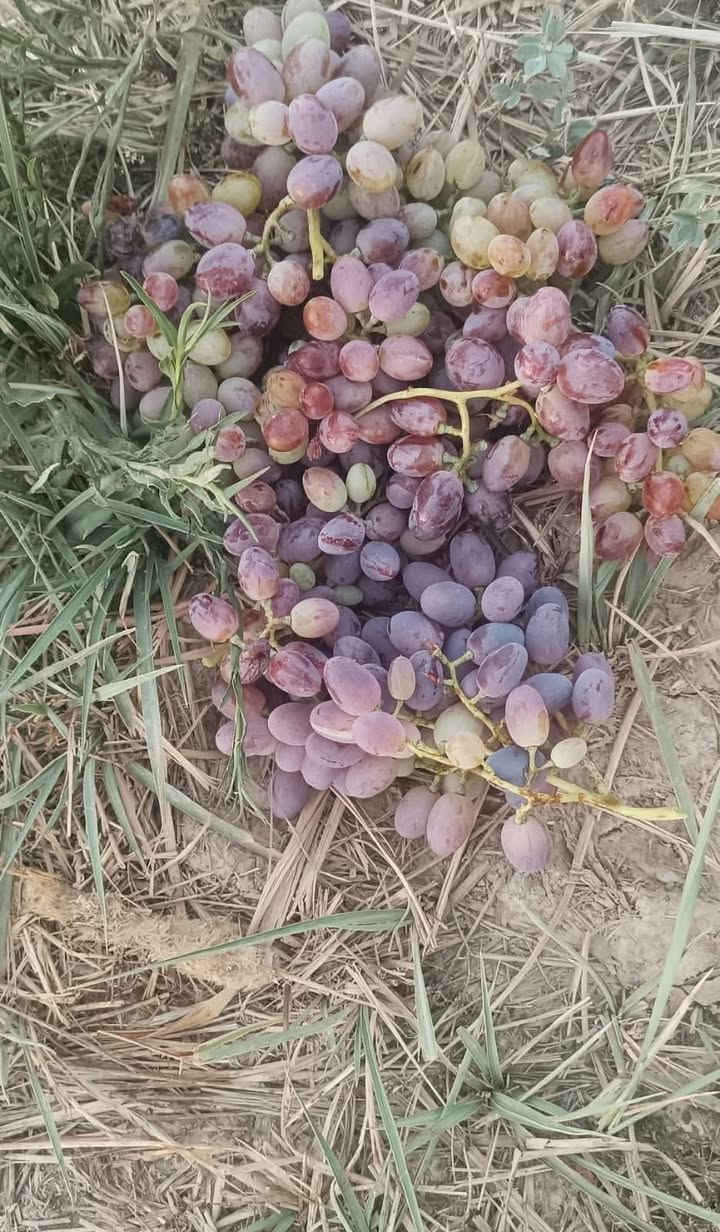 مزرعه للبيع 3 ونص دونم قرار 117 المزرعه مخدومة كافت الخدمات وكافت الأشجار المثمرة نخل مع حمضيات عنب وزيتون ورمان امريكي مشمش تفاح عرموط تين اصفر تين اسود بني مسلم كهرباء محولة ام 400 انارة شارع مدارس متوسطة وابتدائية مستوصف سوك قريب عليها ماء سقي نهر مع بئر مع ماء اسالة مع تبليط السعر عند الاتصال بالرقم *********** / *********** العنوان بغداد المعامل الحسينية منطقة السعاده البو عامر .
