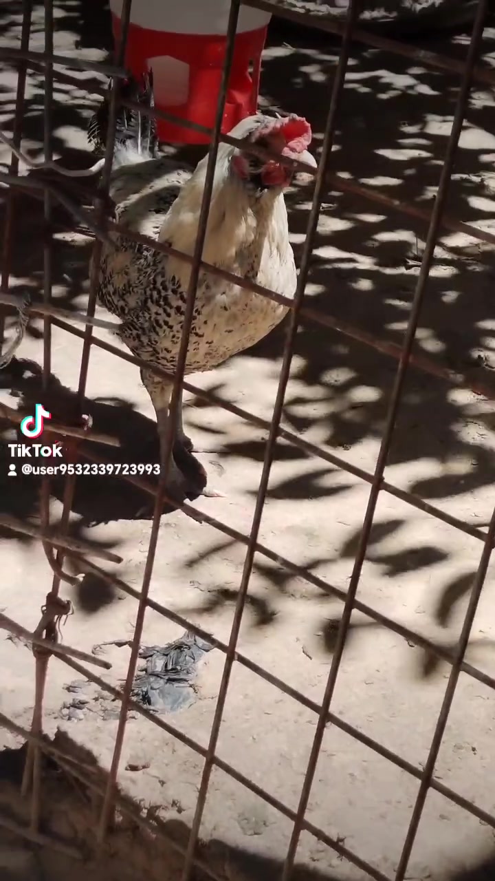 ديك جميل للبيع السعر ١٠ الف مكان الانبار هيت


**إذا كنت صاحب هذا الإعلان وتريد حذفه لأي سبب، رجاءا أرسل رسالة إلى الدعم الفني**