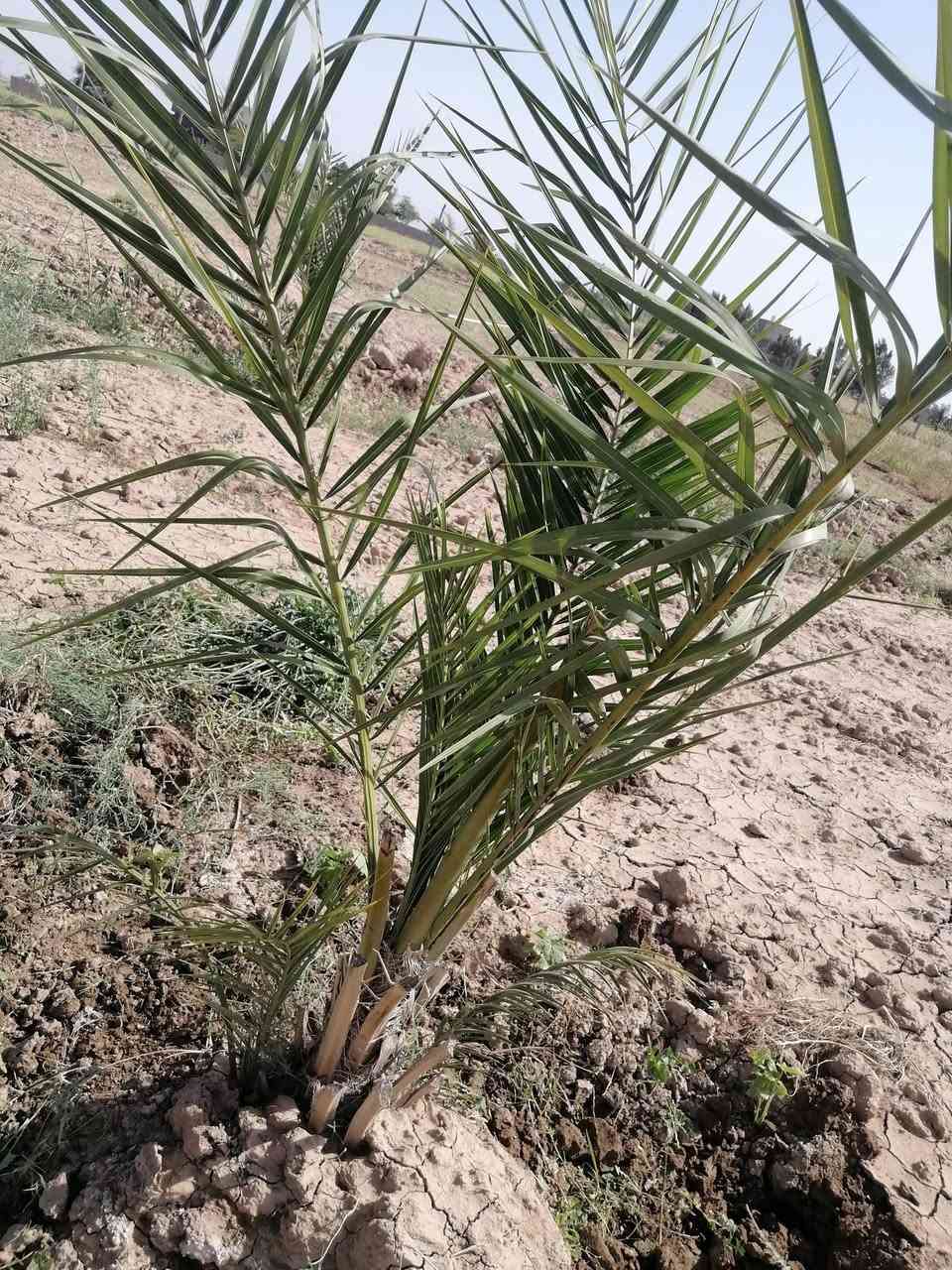 السلام عليكم 
توجد أرض زراعية للبيع سند 25 /مساحتها 2 دونم وتتوفر فيها جميع الخدمات المطلوبة من تبليط و كهرباء ومياه ثلاثة انوع (بئر واسالة ونهر) ومسيجة بلكامل وفيها انواع الأشجار المثمرة وترهم أمراوس. موقعها ديالى /ناحية كنعان للاستفسار الاتصال على ***********
