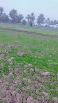 سيسبان • أرض • للبيع