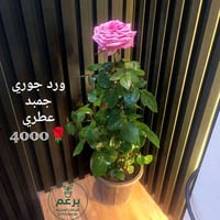 نباتات داخلية وخارجية • موصل حي السكر • توصيل لجميع المحافظات