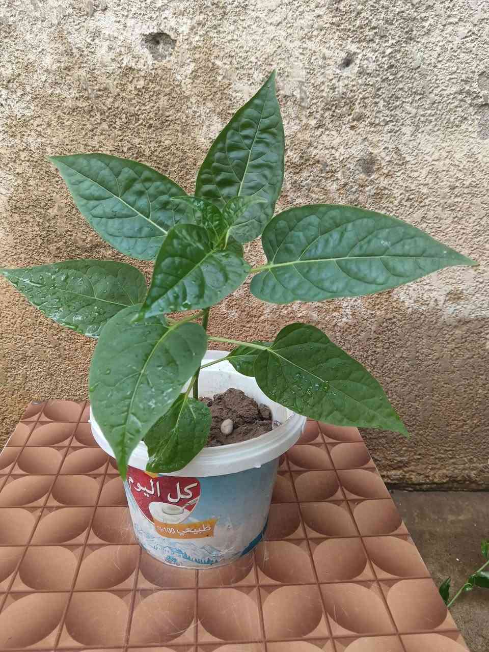 نباتات متنوعة كلهم بس ب10تالاف
 ابيع شلع المكان حي القدس رقم الموبايل 
***********
***********
