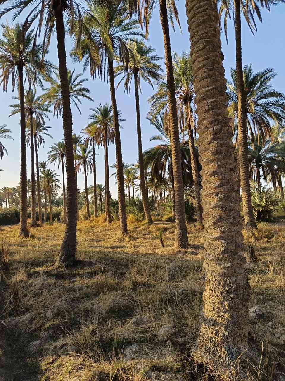 للبيع مساحة ارض دونم و950 م² تحتوي على مغروسات نخيل وماء سقي سيح في مكان هادئ ومجميل وطبيعة خلابة ،تبعد عن المدرسة 250 ثانوية وابتدائية ، كذلك بالقرب من كافة الخدمات 
تصلح مكان متنفس عائلي ومكان راحة واستجمام / طويريج _قرية البو گريده 

***********
