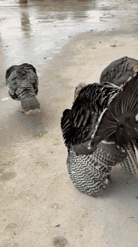 للبيع علو العدد ٩  فحل ٣ وبقيه نتيه 
‭٠٧٥٠ ٨٧٠ ٠٨٧٥‬
