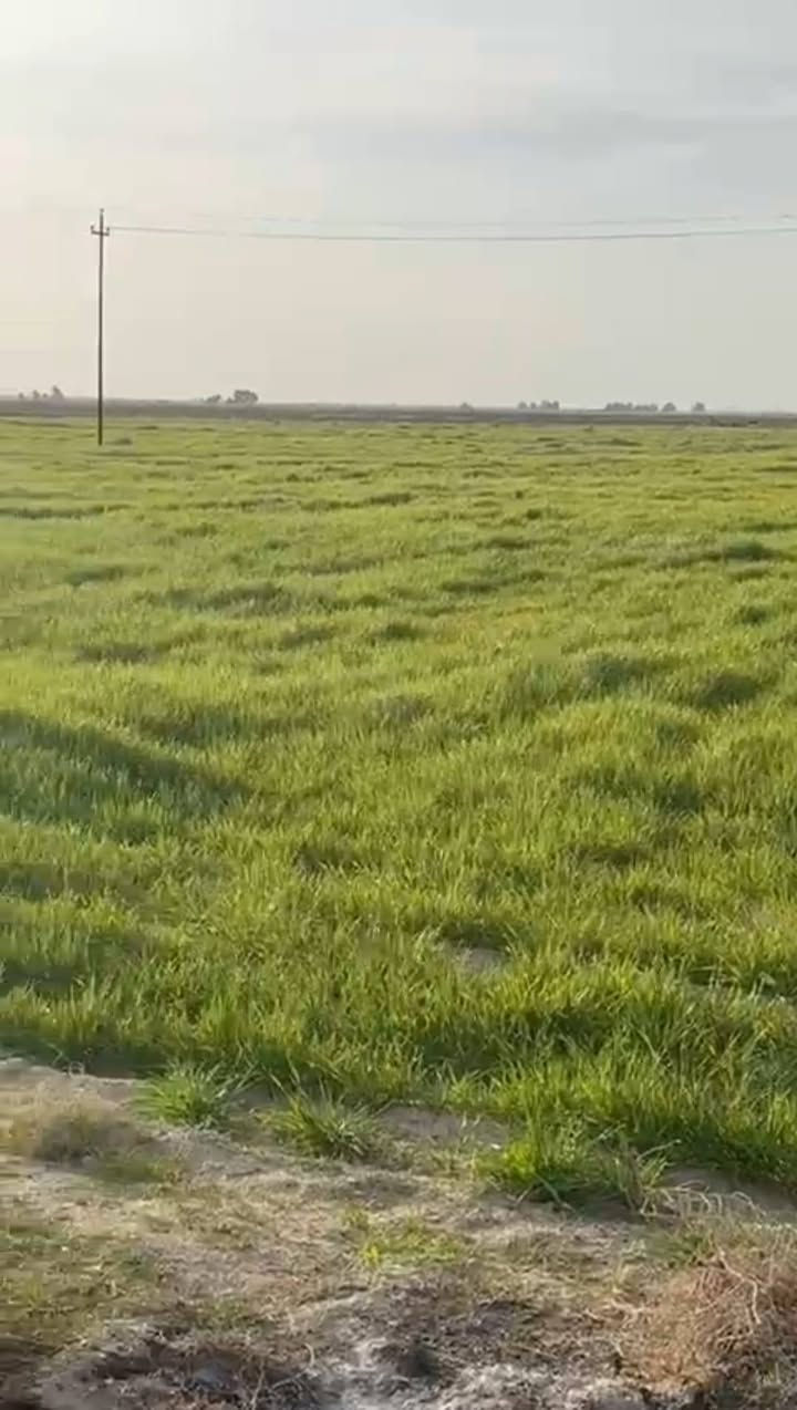 ارض زراعي ١٣٧دونم بالرحاب بيه بير وماطور الارض معدله ليزر ومزروعه حالياً وبيه بيت وبيه ٤٠ نخله وسدر
***********
