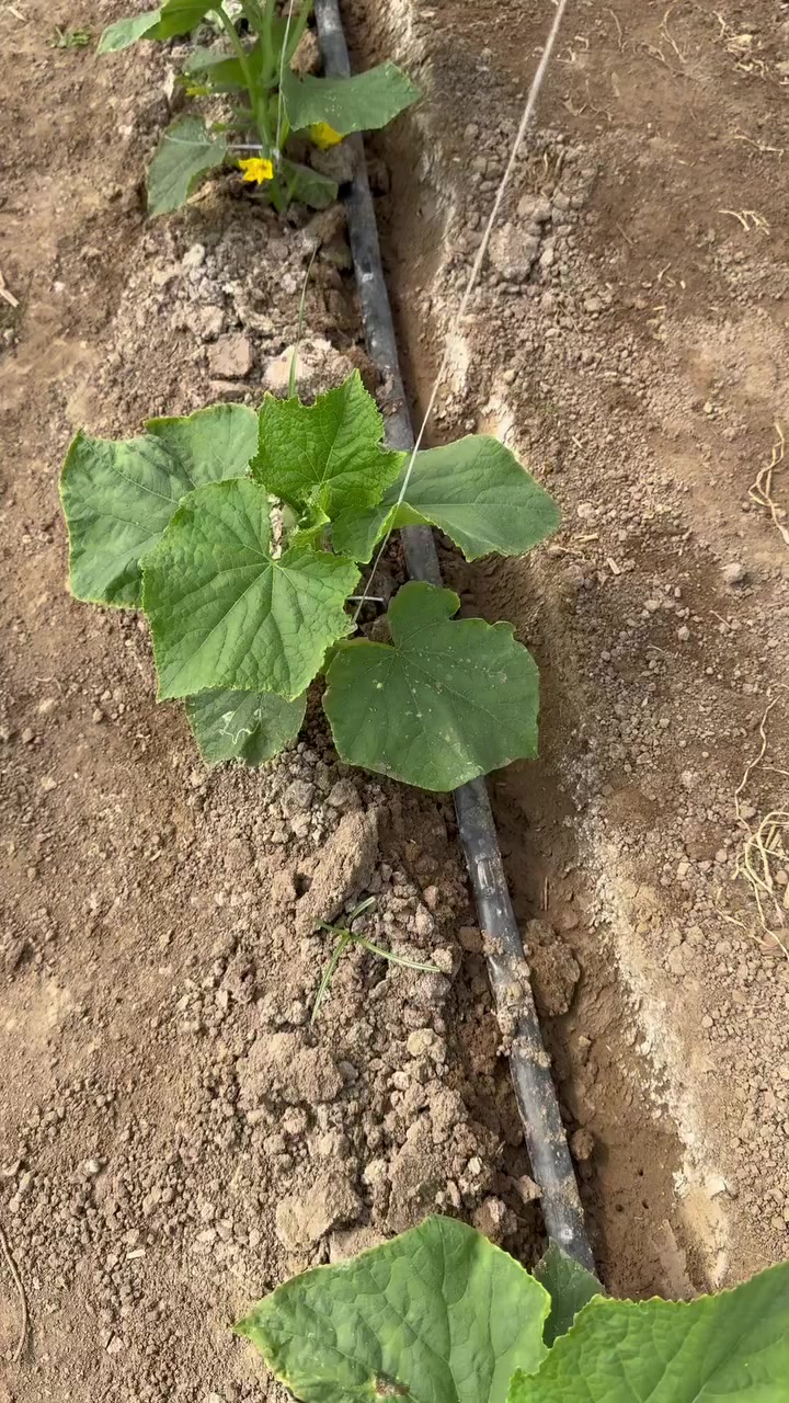 #نتائج خلطة #النور بعدمرور سبوع من الاستخدام سقايه 
الاستخدام 2لتر للبيت الواحد 

تركيبة متكاملة عالية الجودة
يحسن خصوبة التربة ويزيد النشاط الحيوي
 يرفع كفاءة امتصاص العناصر الغذائية
يقلل من الإجهاد ويزيد مقاومة النبات
: مناسبة لجميع المحاصيل

مكتب ارض الخيرات معكم لدعم الزراعة خطوة بخطوة 
نحو محصول وفير ....

موجود توصيل كافة المحافظات 🚚 
***********
***********
