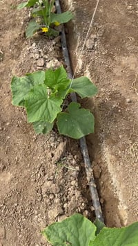 #نتائج خلطة #النور بعدمرور سبوع من الاستخدام سقايه  الاستخدام 2لتر لل...