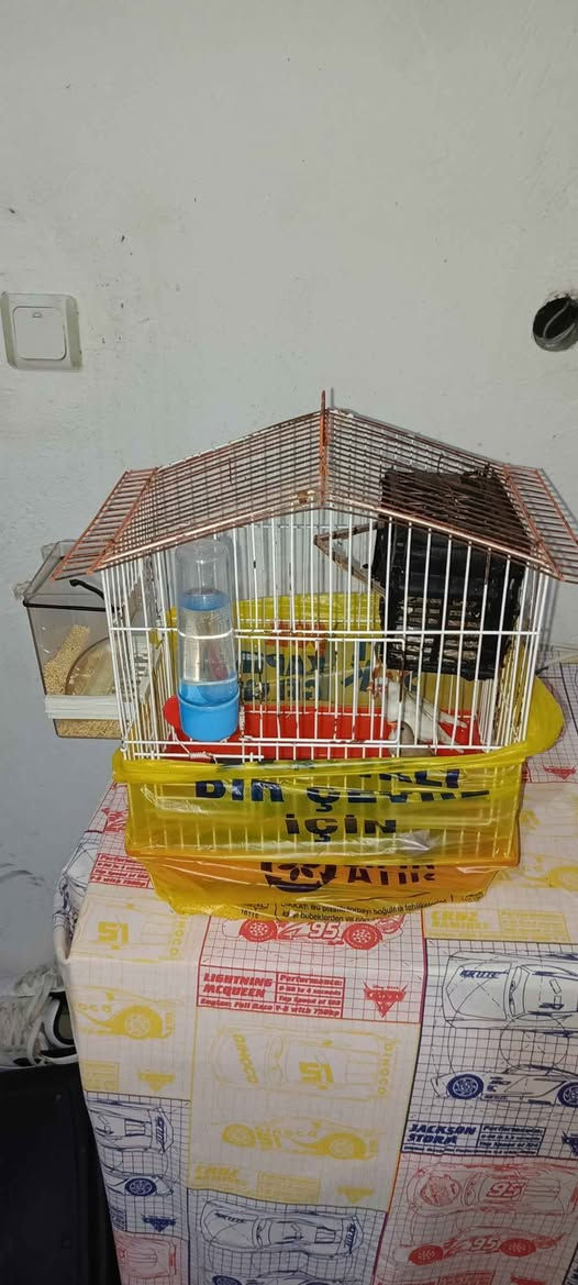 Bir çift beyaz Hint bülbülü göründüğü küme verilecek Melikgazi, Kayseri


**إذا كنت صاحب هذا الإعلان وتريد حذفه لأي سبب، رجاءا أرسل رسالة إلى الدعم الفني**