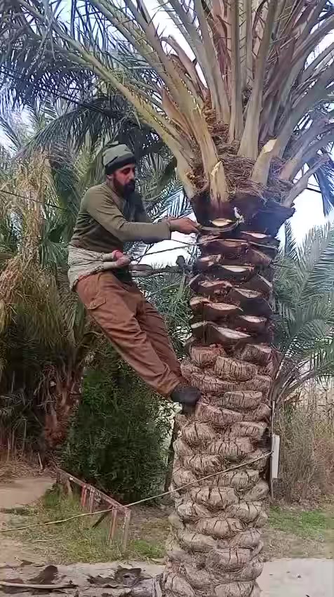 قال النبي محمد ص
حب لاخيك مما تحب لنفسك
تنضيف النخل شغل درجه اولى 
كلما عليك تتصل عله الرقم 
***********
