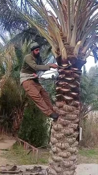 قال النبي محمد ص حب لاخيك مما تحب لنفسك تنضيف النخل شغل درجه اولى  كلم...