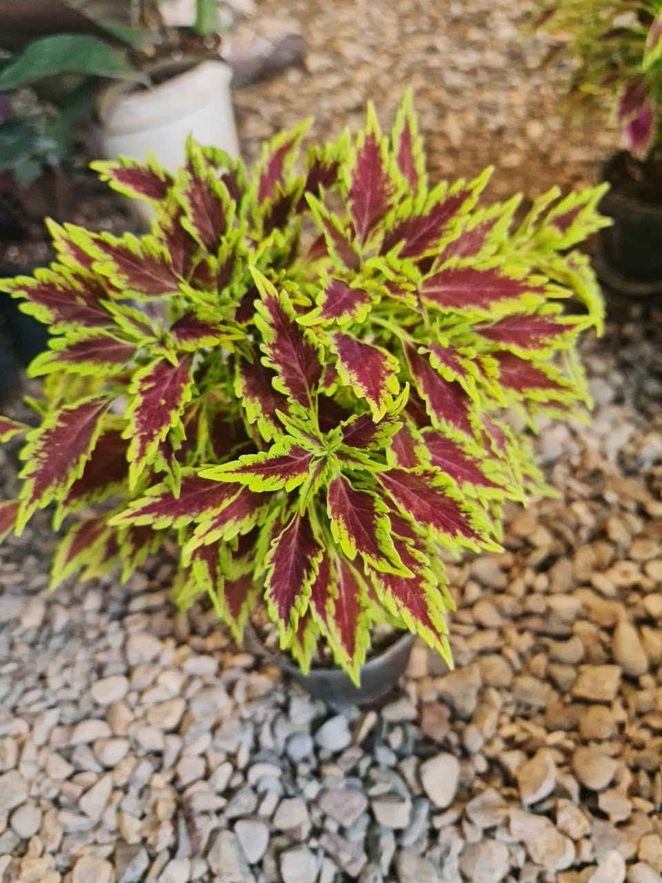 السلام وعليكم وصول نباتات ضلية الاسعار اسفل كل صورة 
العنوان ديالى الخالص الغربية مجاور اسواق الحداد 
***********
