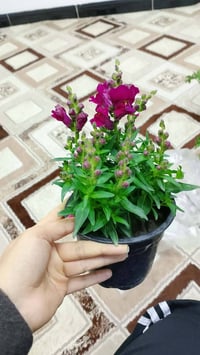 نباتات • توصيل للباب