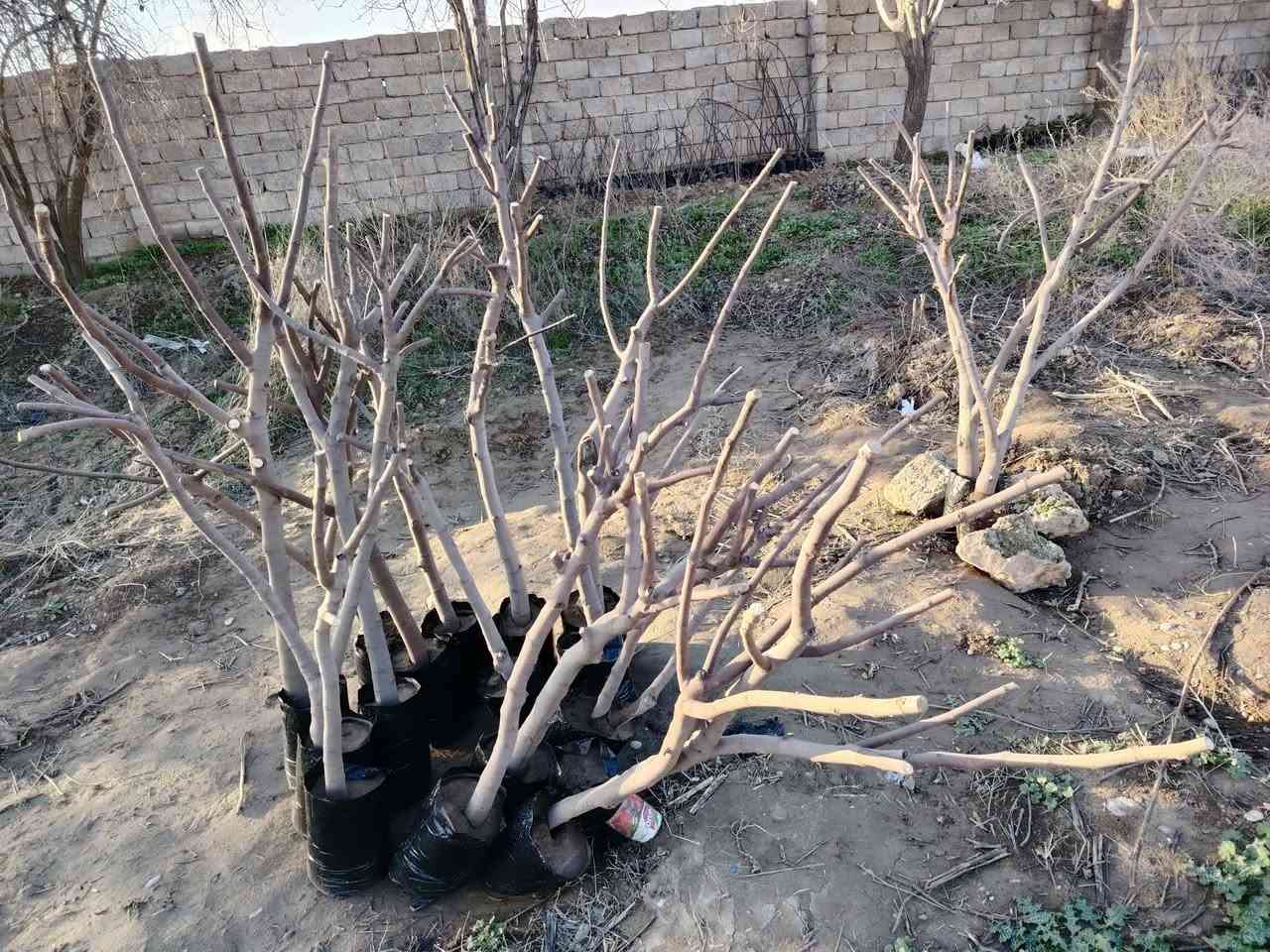 احسن شتلات تین متوفر بسعر من ١٠ تألف ل٣ تألف الشتله
🟨 تین اصفر عسلی تركي عمر سنه
⬛️ تین اسود بني مسلم عمر ٤ سنوات شرط جذر
◾️تین اصفر  عسلی الاسبانی عمر سنه

اارتفااع الشتله ١٧٥ سم الى مترين

عنون ناحية حمام العليل

 نقطه داله قرب ملعب قبر العبد الرياضي

واتساب ***********
خدمة توصيل عل مشتريه موجود
