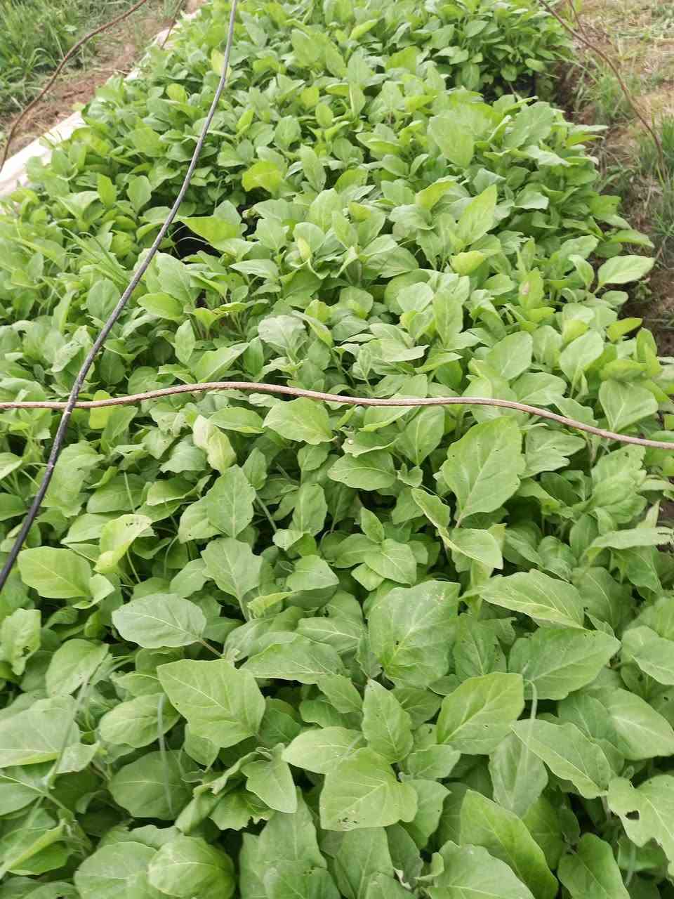 يوجد لدينا دايه باذنجان سوري وفلفل بارد وفلفل حار وأيضا بزر باميه بترا وبزر باذنجان سوري


**إذا كنت صاحب هذا الإعلان وتريد حذفه لأي سبب، رجاءا أرسل رسالة إلى الدعم الفني**