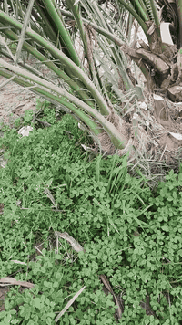 مع قرب موعد قلع فسائل النخيل يتوفر لدينا فسايل نخيل نوع ( برحي) حمالات...