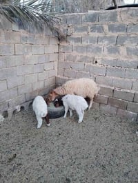 نعجه وراه توم طلي وفطيمه ((760))قفل توصيل مجاني ٠٧٨٤٧٧٥٨٨١٦ واتساب فيد...