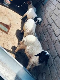 طليان • مستعجل