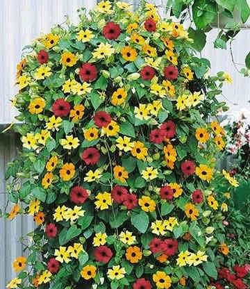 متاح لدينا بذورها متسلق سوزان ذات العيون السوداء الون الأحمر لطلب والحجز
واتساب *********** السماوه أو مراسلة الصفحه يوجد خدمة توصيل طلبات داخل السماوه ولكافة المحافظات لباب البيت أنواع البذور الاستوائية النادره
