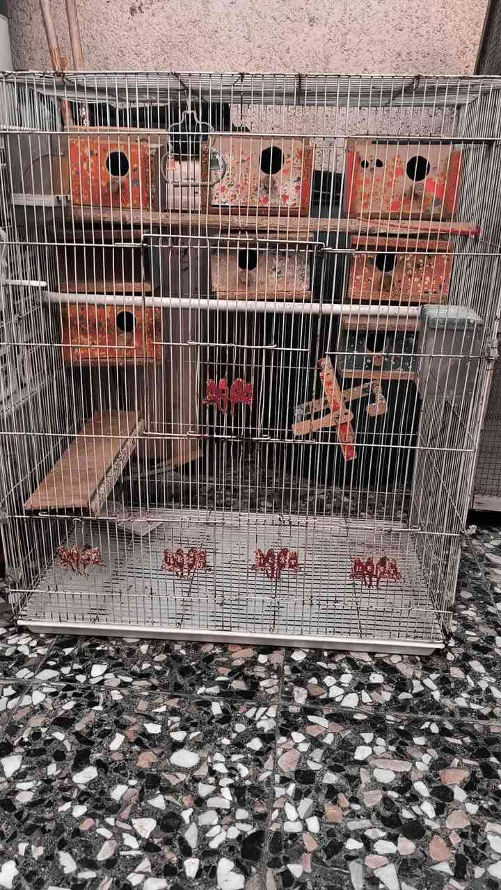 سلام عليكم عندي قفاصه ثنين . الاول حديد ويا  جميع الشغلات يلي بل قفص السعر 30
اما الثاني القفص الخشب حجمه كبير  والسعر مالته (20) المكان كربلاء حي الغدير 
الرقم *********** كربلاء, العراق
