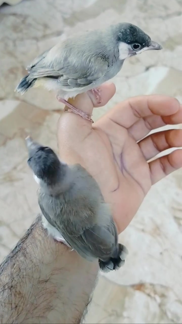 بلابل البيع سعر 40الف قفل


**إذا كنت صاحب هذا الإعلان وتريد حذفه لأي سبب، رجاءا أرسل رسالة إلى الدعم الفني**