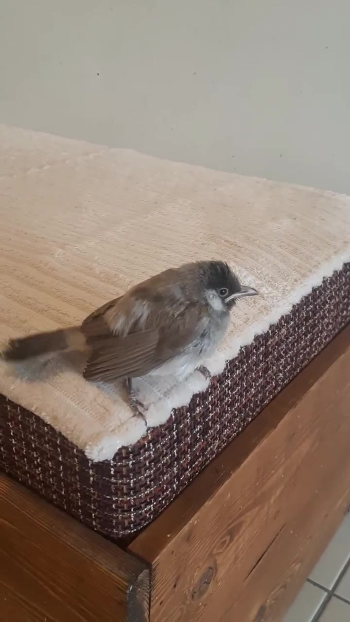 بلبل صغير بعده عالزق  السعر 20 الف .


**إذا كنت صاحب هذا الإعلان وتريد حذفه لأي سبب، رجاءا أرسل رسالة إلى الدعم الفني**