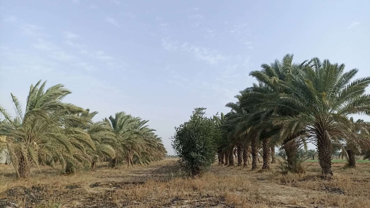 طريق ديوانيه دغارة الحولي 19 دونم للبيع كاملات وليس تقطيع ***********
