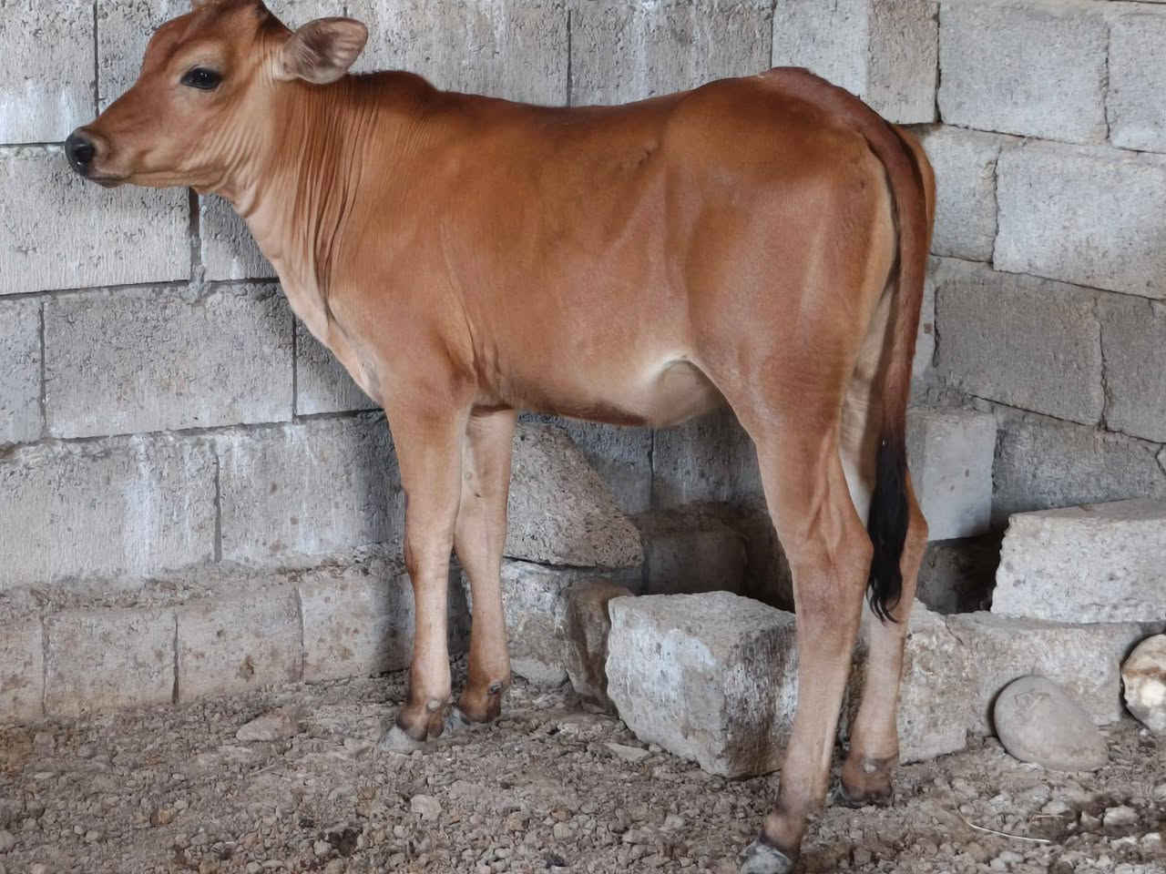السلام عليكم 
بچر جنس درجه اولى مال جنيه اچل وشرب ونصاحه شرط عمرها 7اشهر خشنه وحلوه المكان صلاح الدين الشرقاط الخضرانيه اتصل وتدلل 
***********
