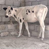 بجر • بقرة • عجل • حيوانات حقل • حيوانات • بقر • أبقار