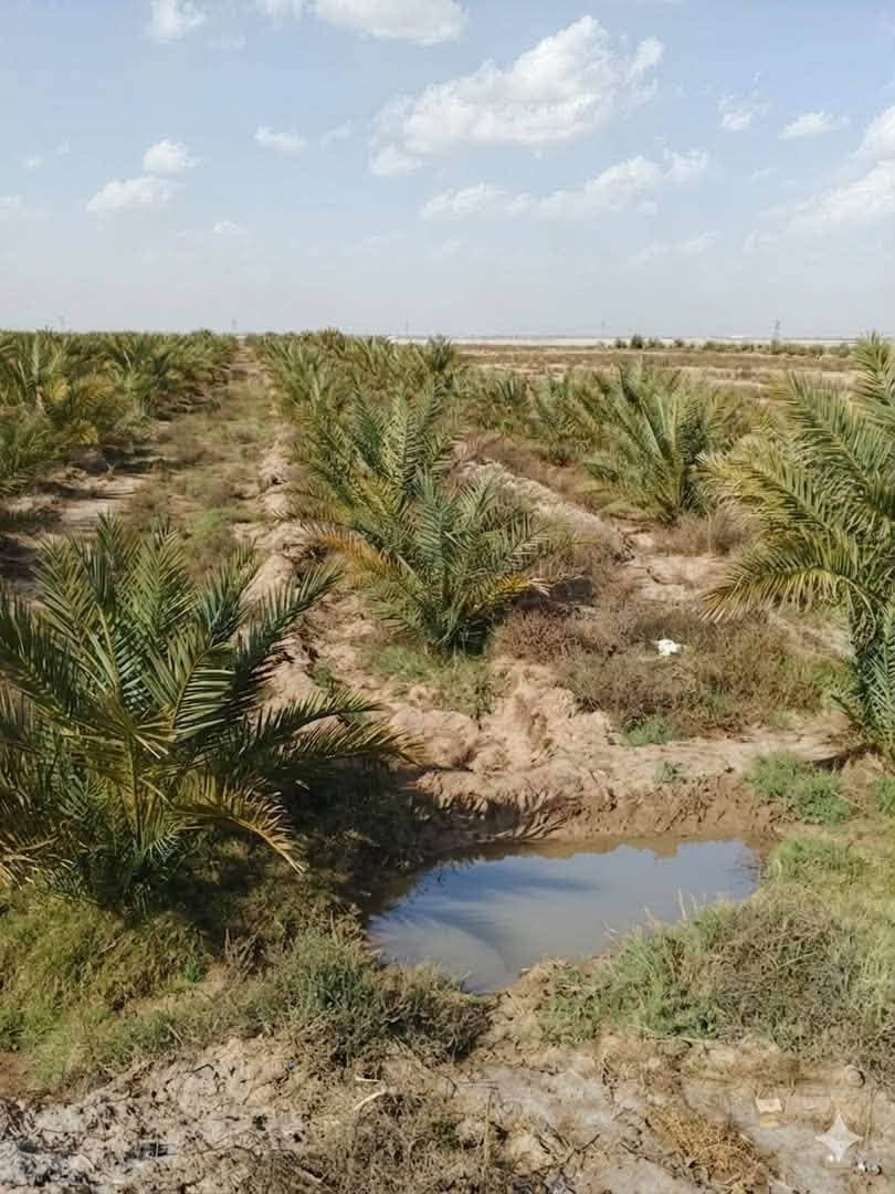 اللهم صل على محمد وآل محمد
بستان نخيل للبيع 16 دونم يحتوي 900 نخلة

 اصناف ممتازة : 

بلگة ،بريم ،شويثي ،گنطار ،بنت السودة ،شكر 

ديري ، خضراوي . &النخل كله حمال 

مقاطعه ٥ ام الحنطة الجنابية 

عقد+ حصة مائية أجازة مضخة

شارع يوصل للكاع ومايها ع مشروع الجنابية 

مباشر 

للاستفسار أكثر الاتصال على الرقم *********** او مراجعه مكتب عقارات املاك مقابل مدرسة الاندلس
