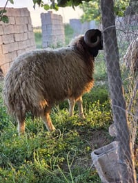 بمناسبة قرب حلول عيد الاضحى المبارك نعلن عن وجود خرفان للاضحية والاتصا...