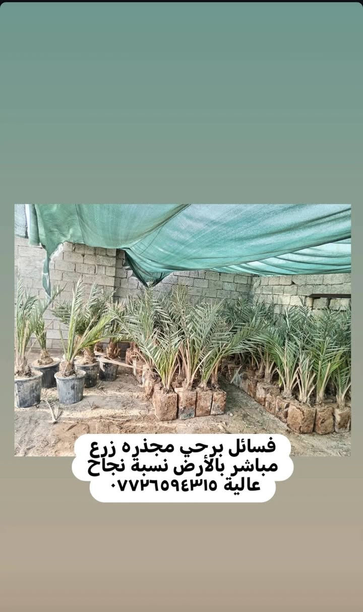 سلام عليكم.
١٠٠ فسيله برحي مجذر تقريبآ سنتين راح يصير
ضمان صنف لحين الاثمار زرع بالأرض مباشر
مكاني بغداد قضاء المدائن
ابيع جمله شلع كلهن
سعر الفسيل ١٨٠ سعر نهائي.
اليرغب بالشراء الاتصال على الرقم ***********
