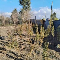 أشجار مشمش لبيع 07515181927     اتصال على هذا الرقم