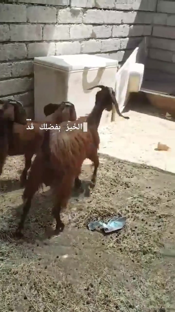 يوجد عنز ورها توم شرط نصاحه بيجي حي العصري رقم 📱 ***********
