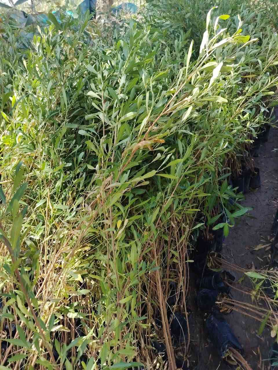 مشتل نعناعه  الرفاعي الصوب الاول مجاور جسر المشاة بتجاه السايلو مقابل اعدادية الرقيم الاهليه يوجد توصيل ***********
