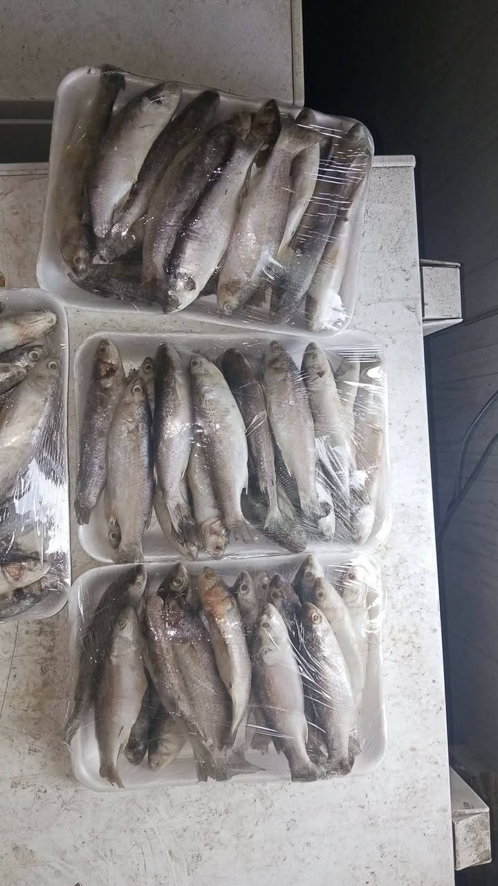 اللهم صل على محمد وال محمد
للحجز خاص أو واتساب *********** 
توفر سمك كاريبي حي كل الاوزان كيلو ب5750
زوري فريش جديد كيلو ب5500
دجاج محلي حي ذبـ ح اليوم ك ب2950
ويتوفر دجاج مقطع افخاذ صدر دجاج بعظم مسحب وكبده
خبز بيت حار يجنن 5 بالف
لبن كيلو ب2000
بطل حليب بقر ب2000
سمك مسكوف ع الطريقه البغدادية الممتازه وزوري قلي ودجاج مشوي ع الفحم بطريقتنا الخاصه
