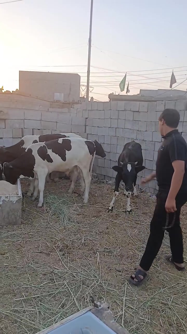 السلام عليكم عندنا عجول عراقيه من 90 كيلو الى 200 كيلو خير من الله ***********
