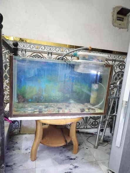 بسبب الوعود الكاذبه حوض اسماك كامل مع أغراضه السعر ٧٥ وبي مجال او مرواس بااي شي الارتفاع ٤٧ العرض ٨٦ النزال ٢٥ الاتصال *********** مكاني بغداد حي البساتين
