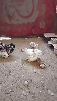 متاح بيض سبلاين من هذا الحلال 07802271513