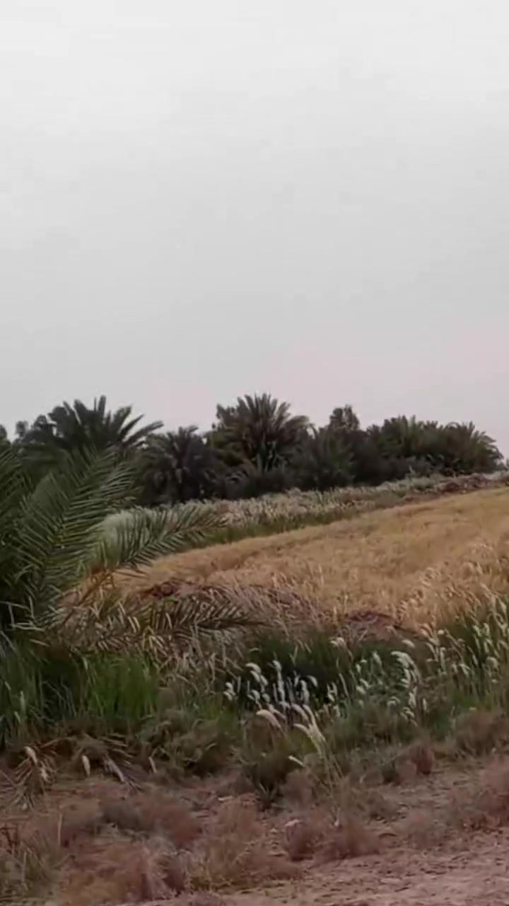 1300دونم زراعي سند 25مستقل مابيهه اي مشاكل شاطيه محوله خاصه بالارض.شارع تبليط كافة الخدمات تزرع  صيفي شتوي بيهه مواطير سقي منصبه عليهه منطقة البساميه السعر والتفاصيل اكثر الاتصال*********** مكلف بالنشر
