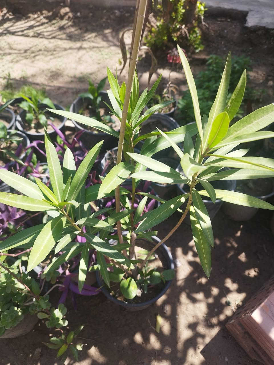 سلام عليكم 

متوفر أنواع الورد الدائمي الضلي و الشمسي 

مكاني الخالص حي الزهراء 

توصيل داخل الخالص للحجز :

***********
واتساب
