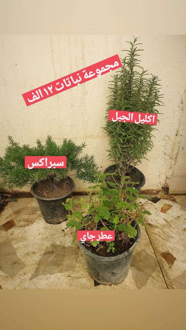 نباتات طبيعيه للبيع دائميات يوجد توصيل كل المحافظات


**إذا كنت صاحب هذا الإعلان وتريد حذفه لأي سبب، رجاءا أرسل رسالة إلى الدعم الفني**