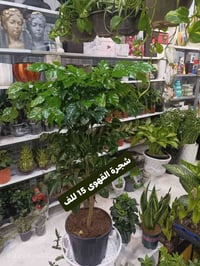 الرمادي العزيزية • شارع ميسلون • توصيل داخل الرمادي