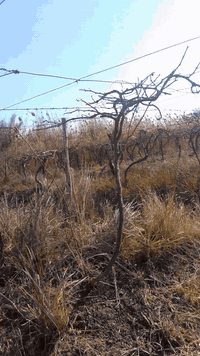 واسط • بستان ٥ دونم • عنب حلاواني