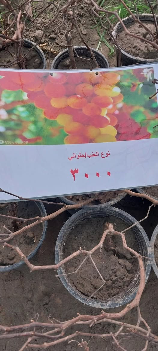 توفر في مشتل ابو علي الفراجي
9انواع عنب مع ذكر الأسم والسعر وتوفر تين اسود بني مسلم

العنوان : بغداد /سلمان باك / قرب جامع سعد /شارع الحدادين 🤍

سوينا لكم بيج على برنامج الإنستقرام لكي نجاوب على اسئلتكم المتنوعه 

اسم البيج : بيج مشتل ابو علي الفراجي 

يوزر البيج: l0.33.m

رابط البيج:https://www.instagram.com/l0.33.m?igsh=bGZmMGw4bTN2ODZw
 
مشتل ابو علي الفراجي يرحب بالجميع 🤍


**إذا كنت صاحب هذا الإعلان وتريد حذفه لأي سبب، رجاءا أرسل رسالة إلى الدعم الفني**