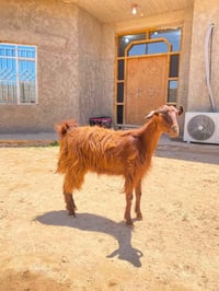 جذعه • حليب • أول بطن