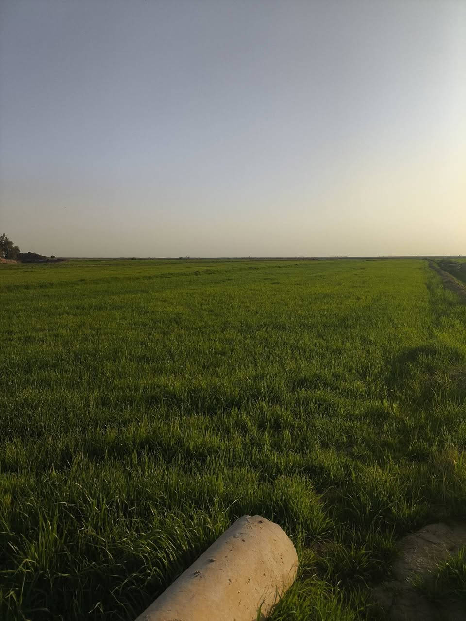 سلام عليكم كاع شروة للبيع 30دونم حنطة مكان رفاعي طريق أبو لماش ***********
