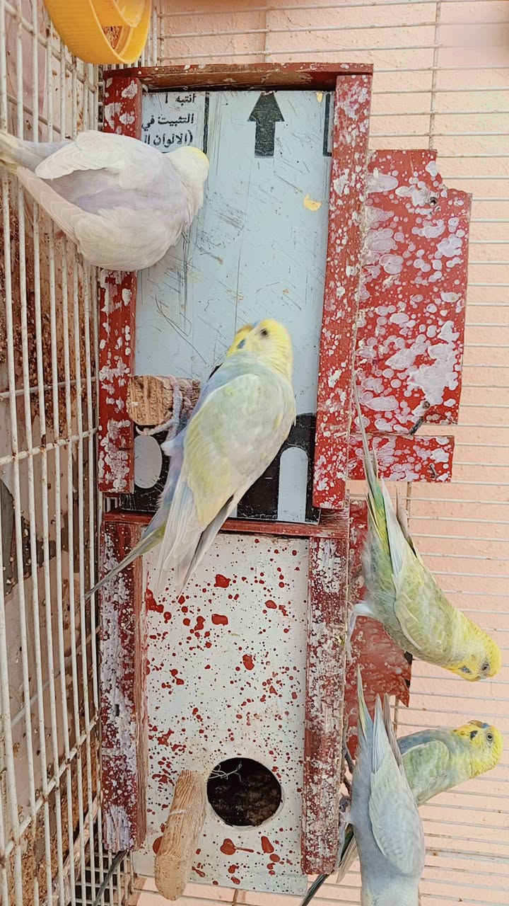 متاح للبيع طيور الحب عدد 9 بيهم اميات وبيهم افراخ
الزوج 15واذا شلع بيهم مجال المكان الانبار الرمادي قريه ابو طيبان الاستفسار خاص او الاتصال على الرقم واتساب ***********
