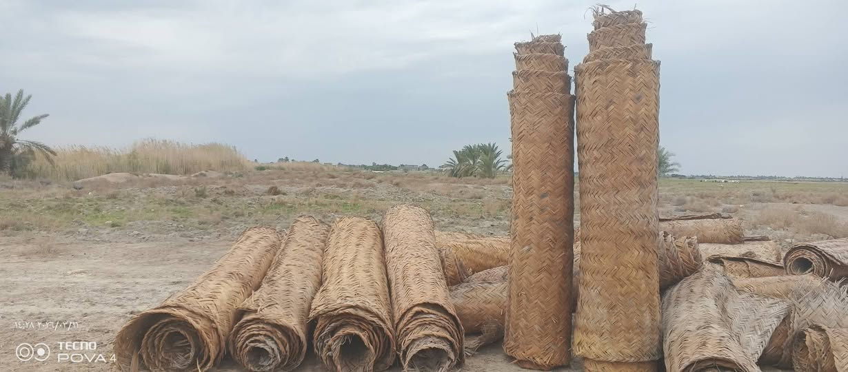 سلام عليكم باريات قصب عدد ٦٠ طول ٦ وعرض مترين سعر لباريه ١٥ وذا تاخذهن شلع بيهن مجال مكان وركاء 
***********
